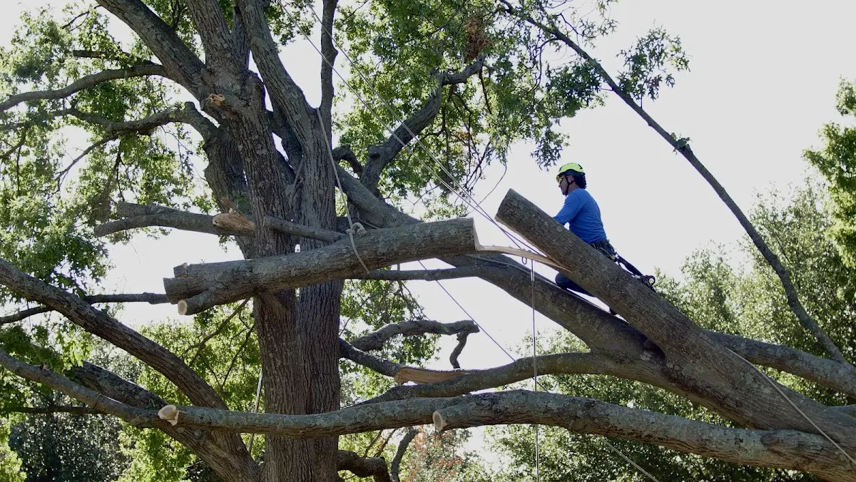 Professional Hazardous Tree Removal performed by certified arborists in Austell