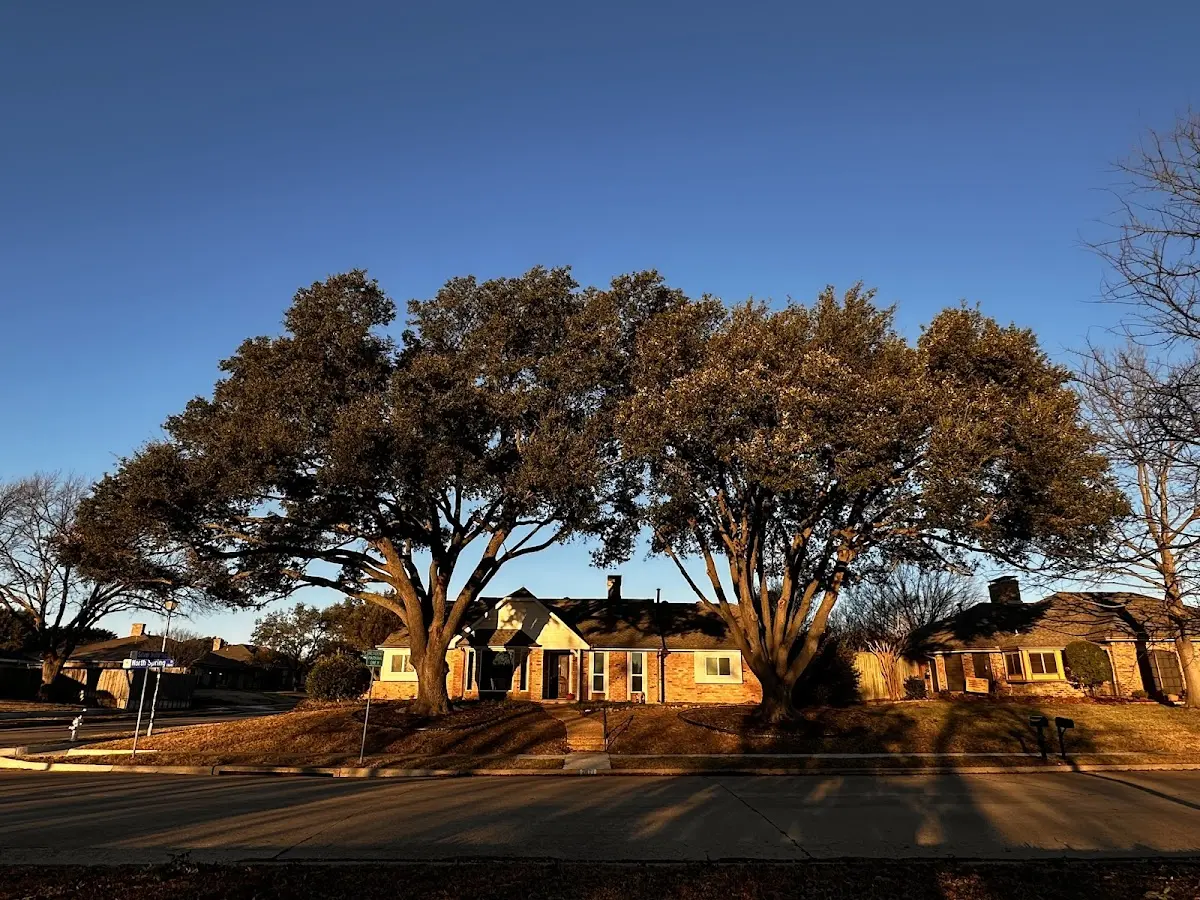 Established residential canopy tree shading a home in Austell